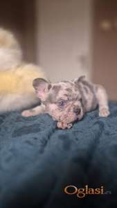 Štenci francuskog buldoga u Merle i Lilac bojama!